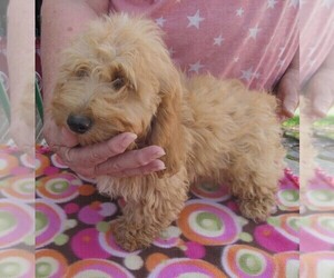Dachshund-Poodle (Toy) Mix Puppy for Sale in RATTAN, Oklahoma USA