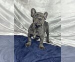 Small Photo #3 French Bulldog Puppy For Sale in PARADISE VALLEY, AZ, USA