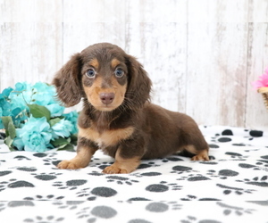Dachshund Puppy for sale in SHILOH, OH, USA