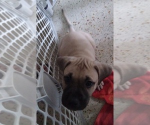 Black Mouth Cur Puppy for sale in SEMINOLE, FL, USA