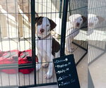 Zombie Girl - Female Mutt Dog for Adoption - Small photo