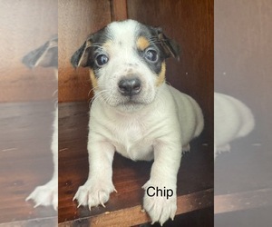 Rat Terrier Puppy for sale in WHITAKERS, NC, USA