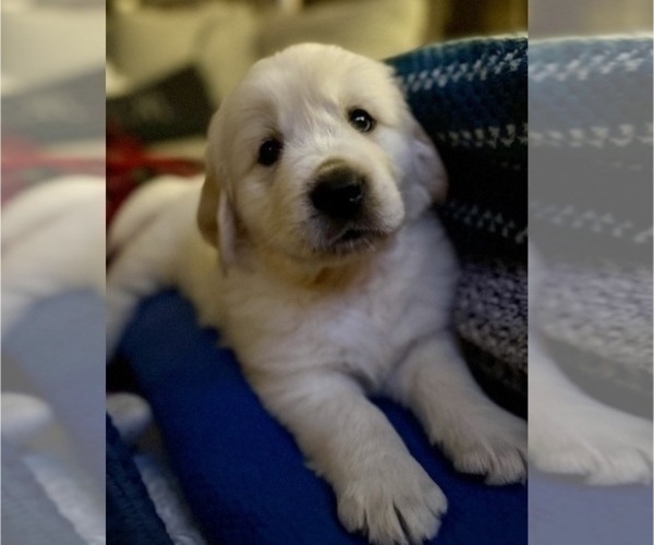 Medium Photo #18 English Cream Golden Retriever Puppy For Sale in DAWSONVILLE, GA, USA