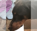 Small Photo #27 Doberman Pinscher Puppy For Sale in SCAPPOOSE, OR, USA
