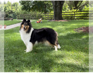 Collie Puppy for sale in NEWARK, IL, USA