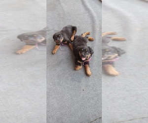 Rottweiler Puppy for Sale in PHILADELPHIA, Pennsylvania USA