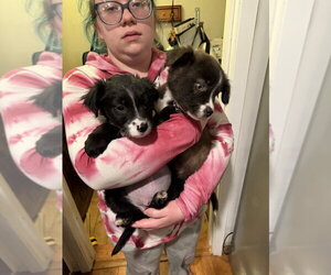 Borador Dogs for adoption in Sandy, UT, USA