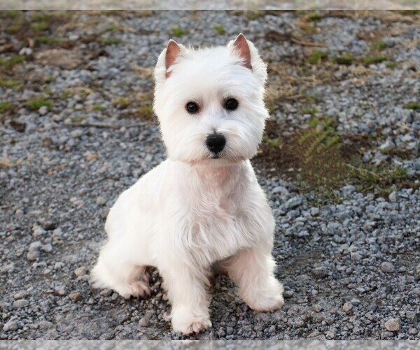 Medium Photo #1 West Highland White Terrier Puppy For Sale in SYRACUSE, IN, USA