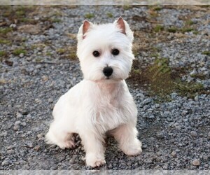 Mother of the West Highland White Terrier puppies born on 07/23/2026