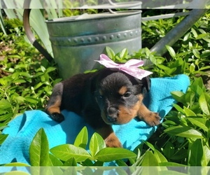 Rottweiler Puppy for sale in STOCKTON, MO, USA