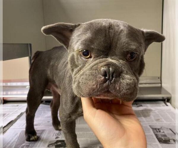Medium Photo #1 French Bulldog Puppy For Sale in San Antonio, TX, USA