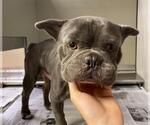 Small French Bulldog