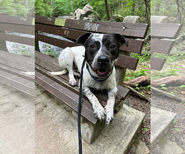 Medium Photo #4 American Pit Bull Terrier-Pointer Mix Puppy For Sale in Rockaway, NJ, USA