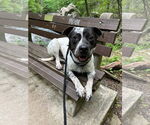 Small #3 American Pit Bull Terrier-Pointer Mix