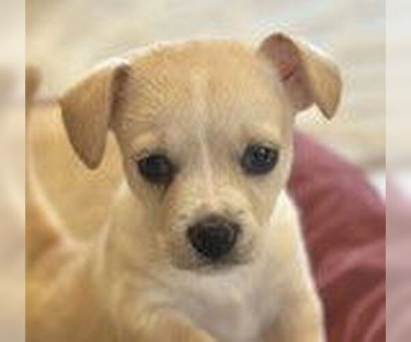 Medium Photo #2 Chihuahua-Unknown Mix Puppy For Sale in Fremont, CA, USA