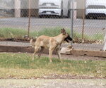 Small Photo #2 German Shepherd Dog Puppy For Sale in El Centro, CA, USA
