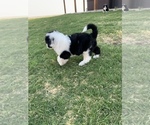 Small Photo #6 Sheepadoodle Puppy For Sale in CANYON, TX, USA
