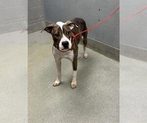 American Pit Bull Terrier-Unknown Mix Dogs for adoption in Las Vegas, NV, USA