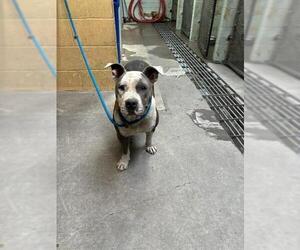 Mutt Dogs for adoption in Stockton, CA, USA
