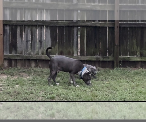 Medium Photo #1 American Pit Bull Terrier Puppy For Sale in EASTOVER, NC, USA