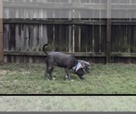 Small Photo #1 American Pit Bull Terrier Puppy For Sale in EASTOVER, NC, USA