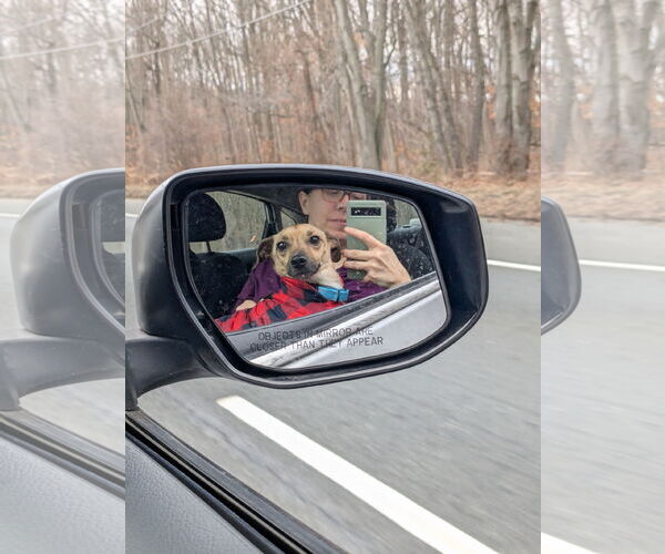 Medium Photo #14 Chihuahua Puppy For Sale in Oakhurst, NJ, USA