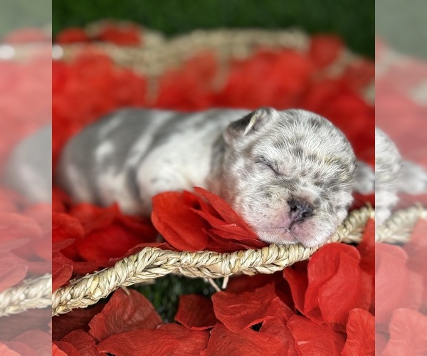 Medium Photo #3 French Bulldog Puppy For Sale in SPRINGFIELD, MO, USA