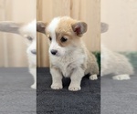 Small #8 Pembroke Welsh Corgi