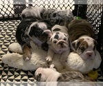 Small Photo #16 English Bulldog Puppy For Sale in DENVER, CO, USA