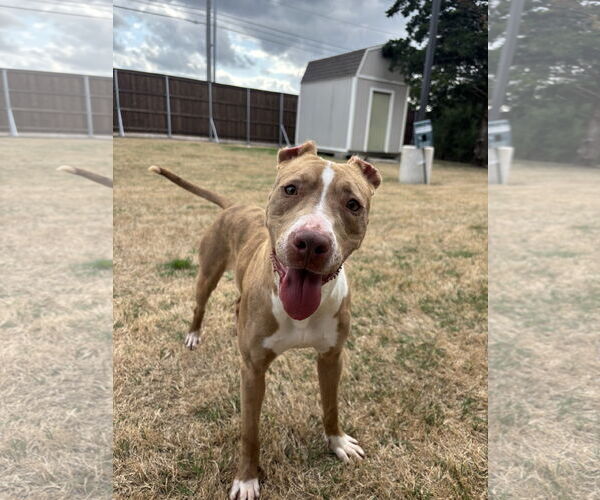 Medium Photo #3 American Pit Bull Terrier-Unknown Mix Puppy For Sale in McKinney, TX, USA