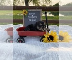 Image preview for Ad Listing. Nickname: Buster