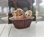 Small Photo #4 Golden Retriever Puppy For Sale in PRINCEVILLE, IL, USA