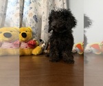 Yorkipoo puppie - Male Yorkipoo Puppy for Sale - Photo #4