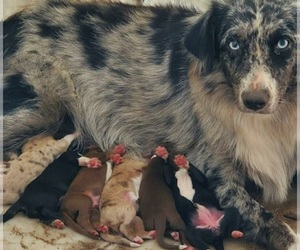 Mother of the Australian Shepherd puppies born on 08/05/2025