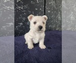 Small #1 West Highland White Terrier