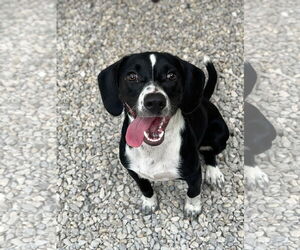 Beagle-Unknown Mix Dogs for adoption in Manchester, MO, USA