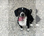 Small Beagle Mix