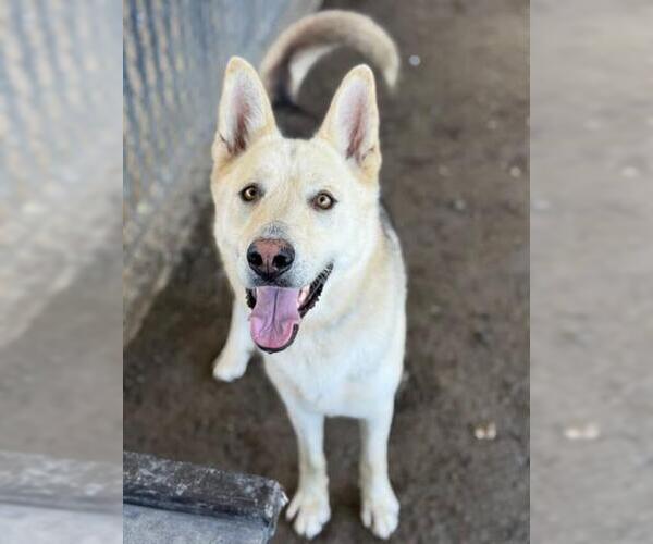 Medium Photo #2 German Shepherd Dog-Unknown Mix Puppy For Sale in Riverside, CA, USA
