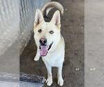 Small #1 German Shepherd Dog Mix