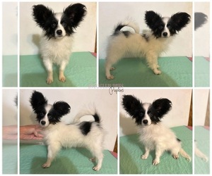 Papillon Puppy for sale in ELK RIVER, MN, USA