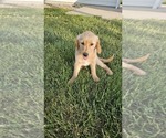 Small #3 Golden Retriever