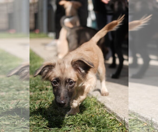 Medium Photo #7 Dachshund-Unknown Mix Puppy For Sale in Virginia Beach, VA, USA