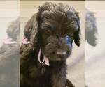 Small Photo #5 Bernedoodle Puppy For Sale in GRANTSVILLE, UT, USA