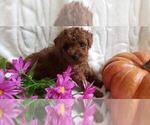 Small Photo #1 Maltipoo Puppy For Sale in ROCKFORD, MI, USA
