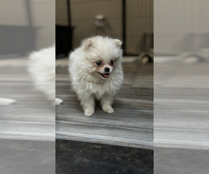 Medium Pomeranian