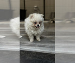 Puppy Snowflake Pomeranian