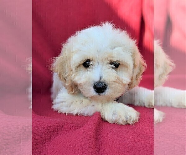 Medium Photo #6 Cavachon Puppy For Sale in LANCASTER, PA, USA