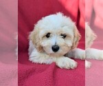 Small Photo #6 Cavachon Puppy For Sale in LANCASTER, PA, USA