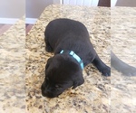 Small Photo #11 Labrador Retriever Puppy For Sale in CORDELE, GA, USA