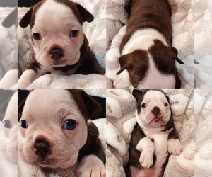 Boston Terrier Puppy for Sale in TUTTLE, Oklahoma USA